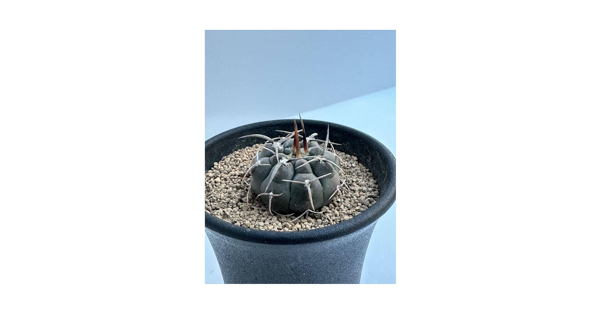 Amazon.co.jp: ギムノカリキウム スーパーバッテリー